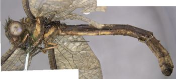 Media type: image;   Entomology 10521 Aspect: habitus lateral view